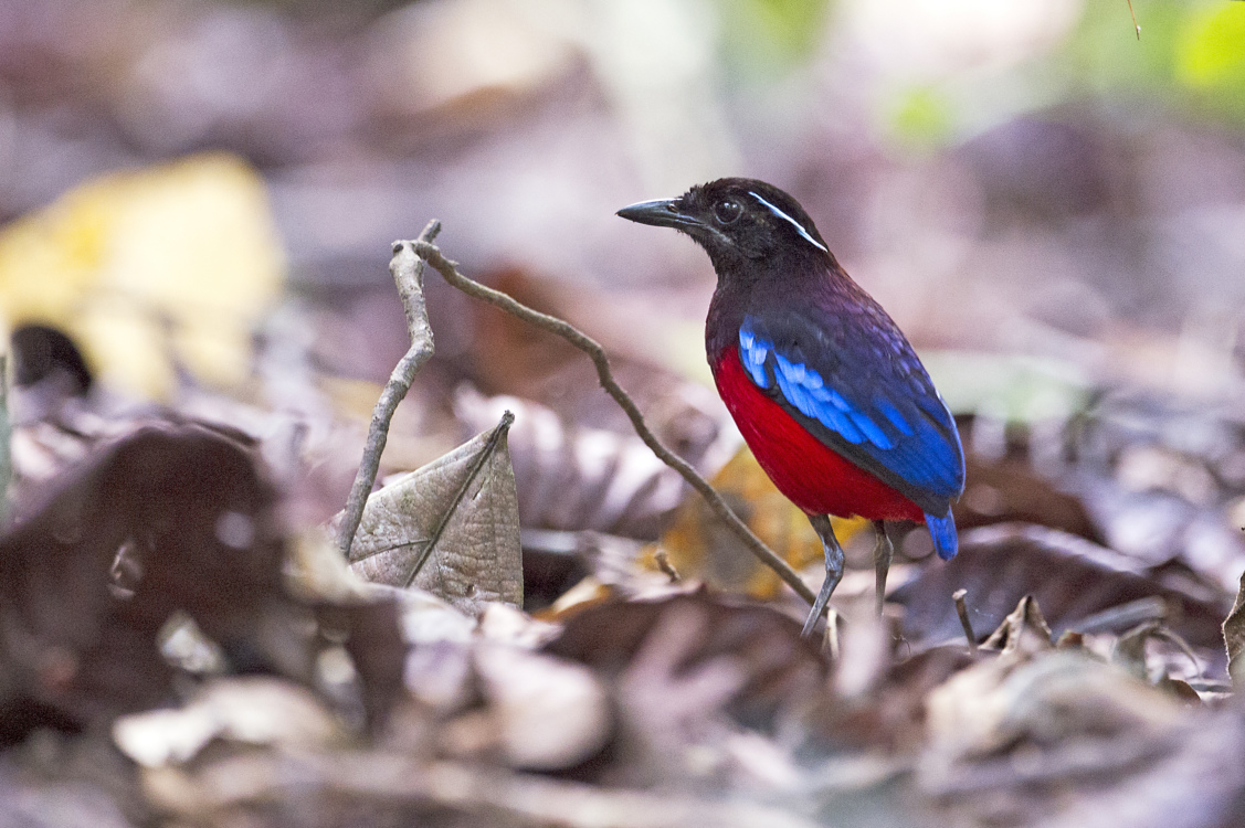 BIRDING
