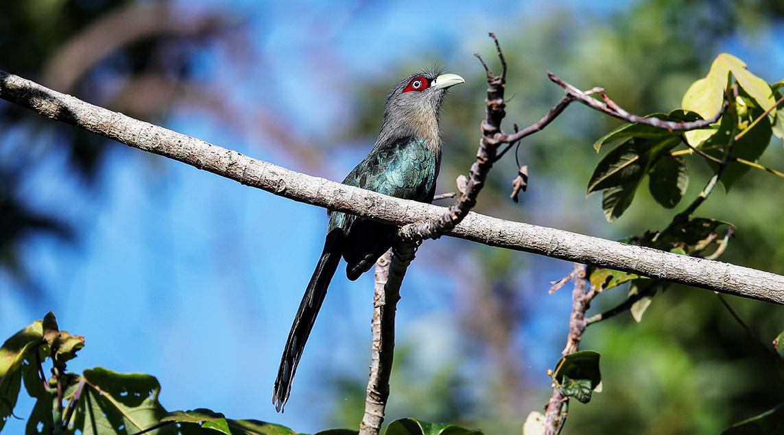 BlackBelliedMalkoha2 smol