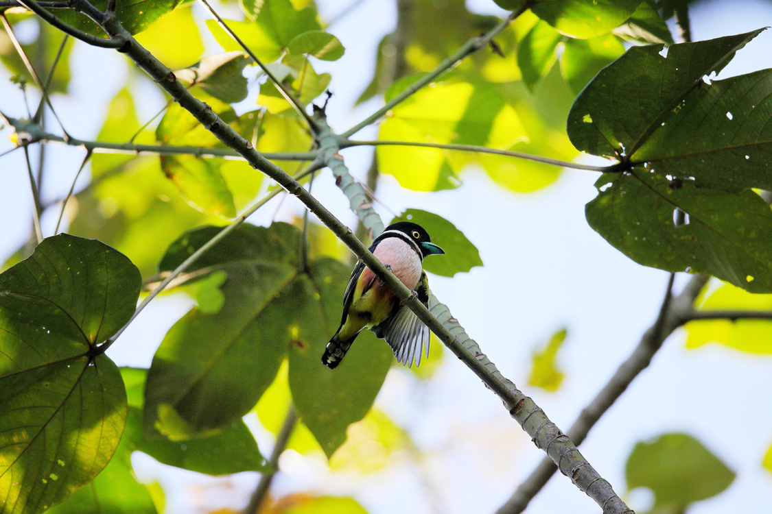 Black&YellowBroadbill2 smol