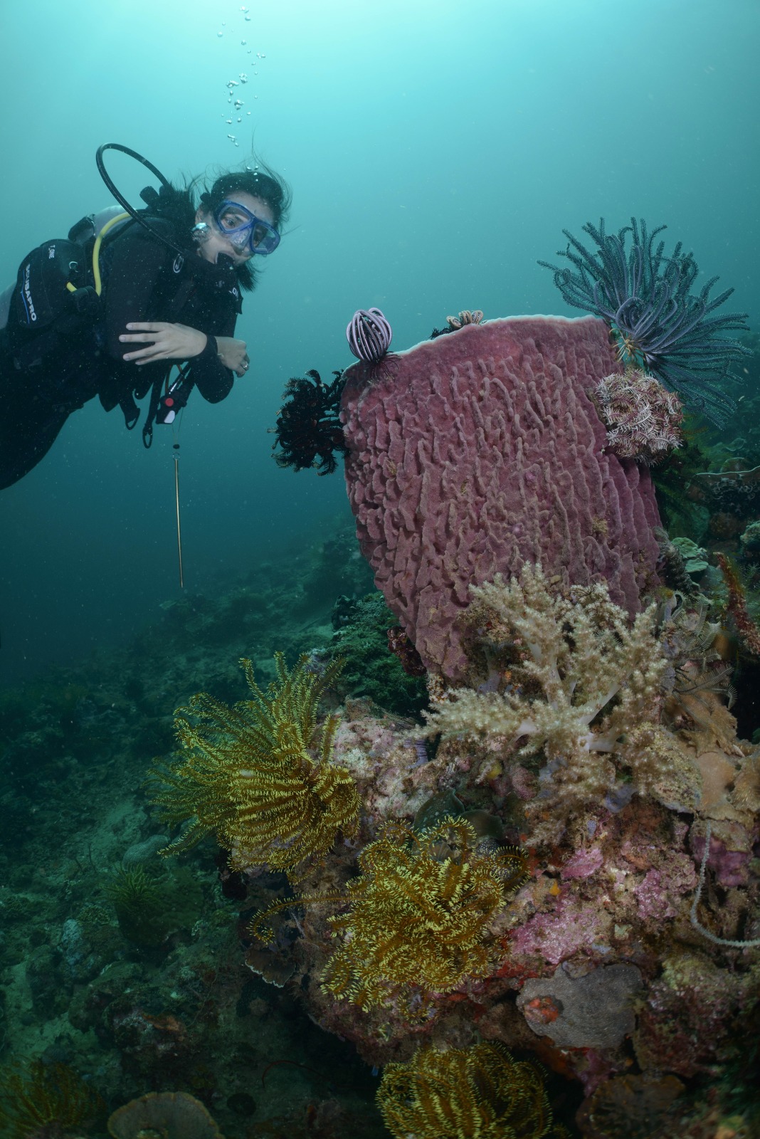 Diving TARP
