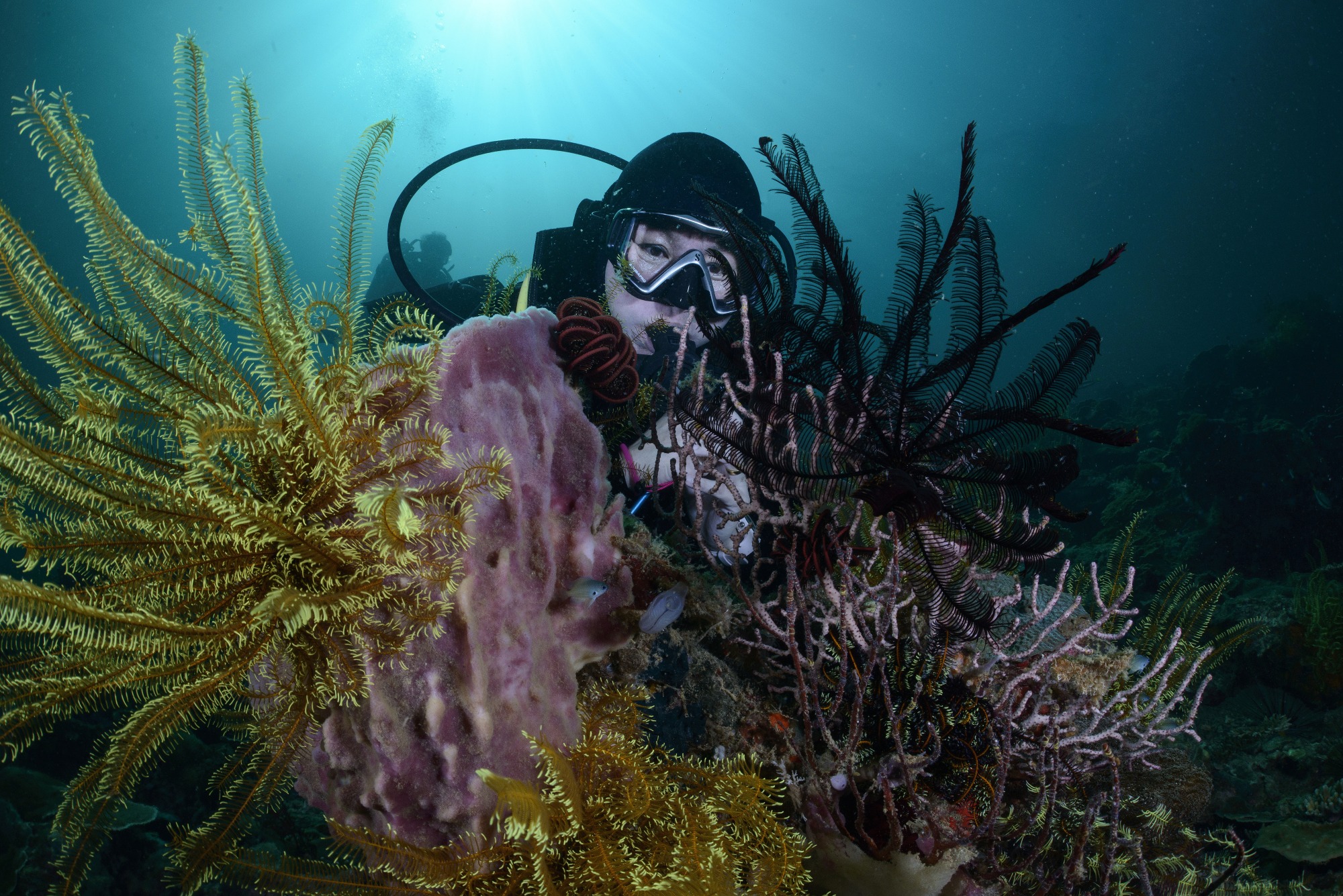 Diving TARP