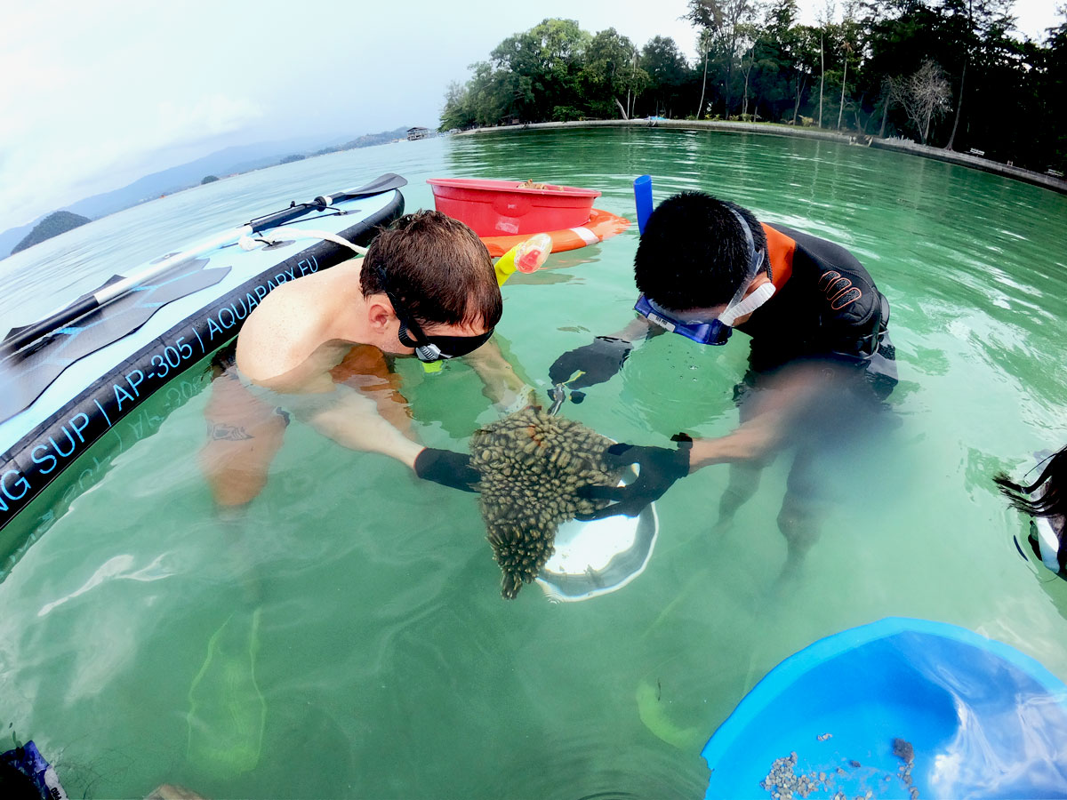 Ara Dinawan Island Resort