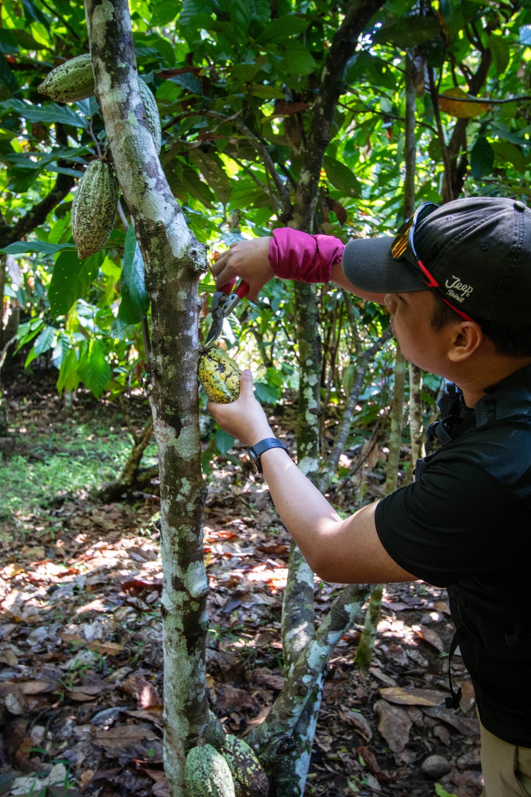 Cocoa harvesting