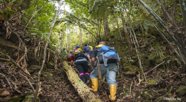 Jungle Trekking