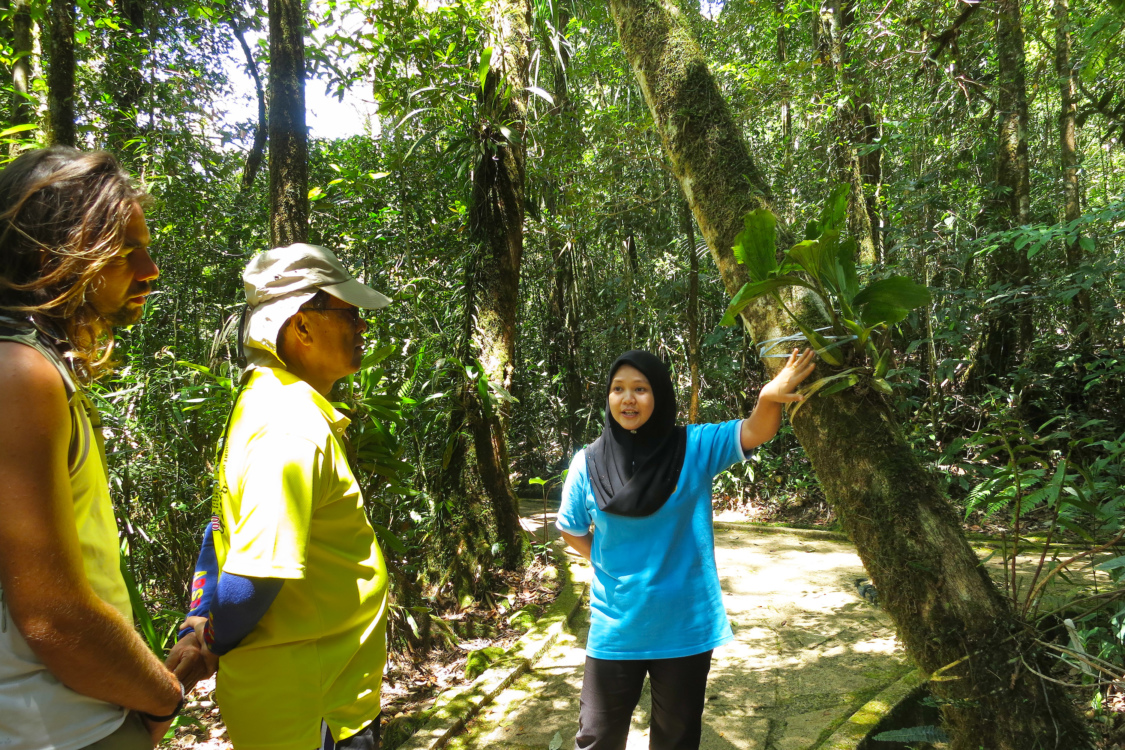 Kinabalu-Park_Botanical-Garden