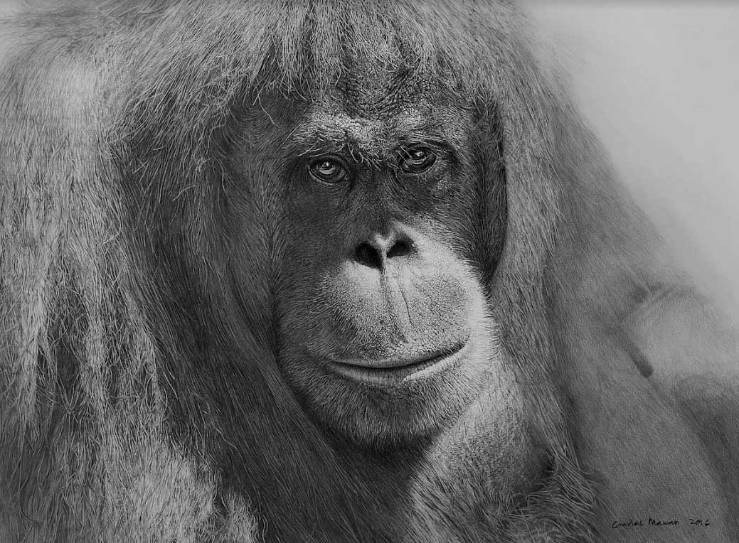 Orang-Utan-by-Charles-Mawan