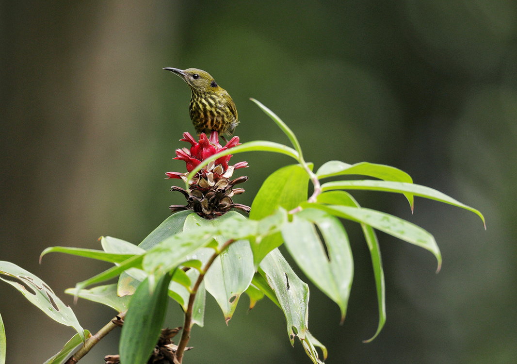 PurpleNappedSunbird smol