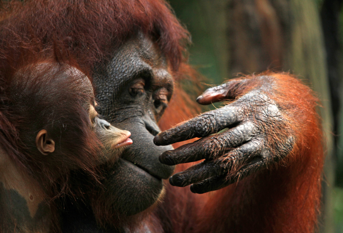 RS19870_orangutan03-lpr