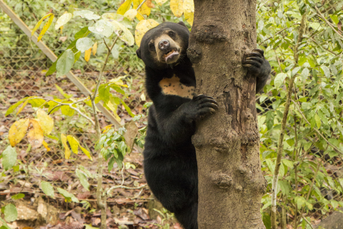 Bornean Sun Bear Conservation Centre (BSBCC)