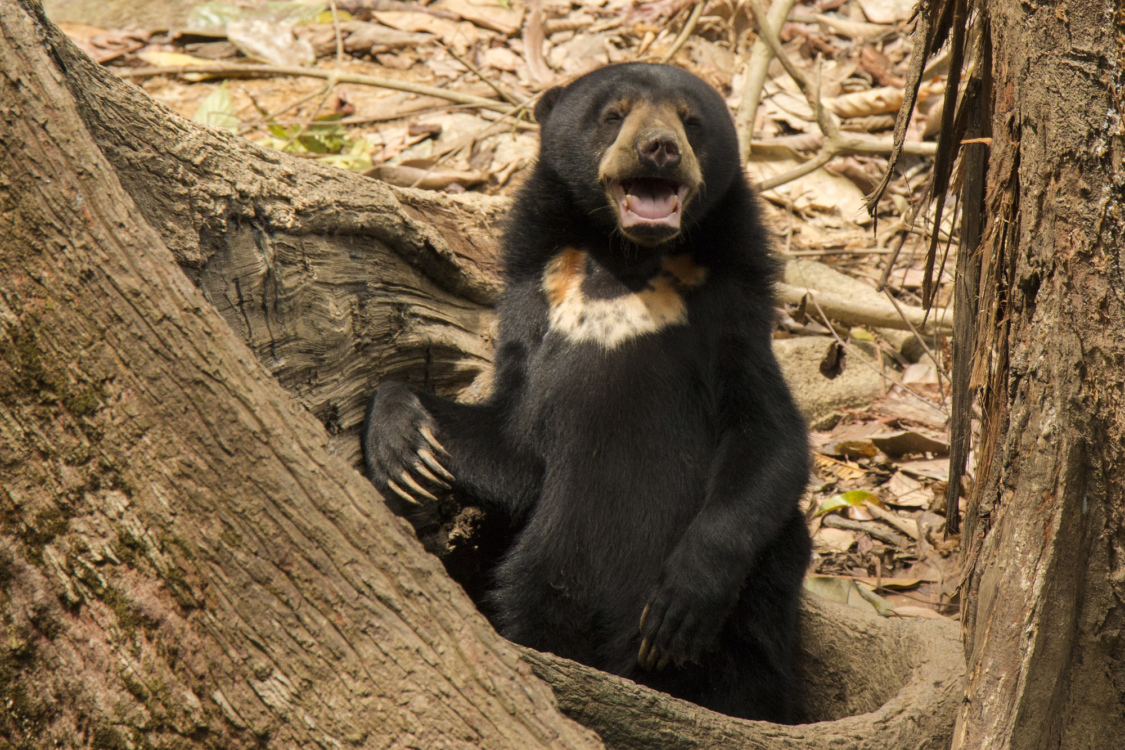 Bornean Sun Bear Conservation Centre (BSBCC)