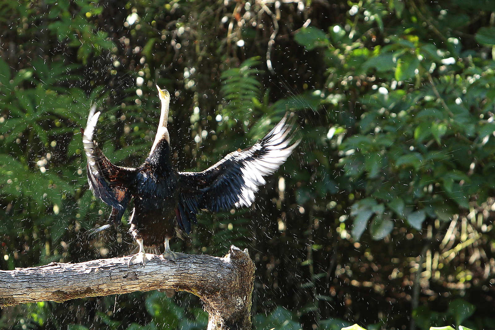 Birding