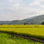 18 Things Not To Miss in Tenom, Sabah