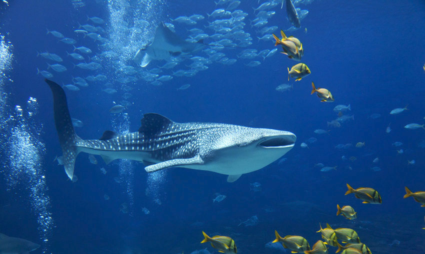 Whale Shark