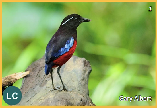 Photo credit Gary Albert / Sabah Forestry Department