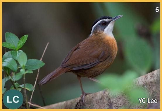 2. BORNEAN BLACK-CAPPED BABBLER (Pellomeum capistratoides)