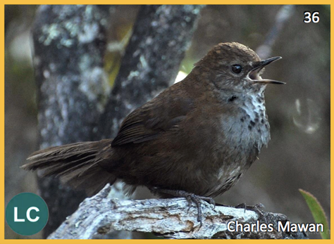 3. KINABALU FRIENDLY WARBLER (Locustella accentor)