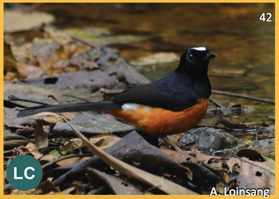 4. WHITE-CROWNED SHARMA (Copsychus stricklandii)