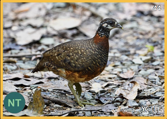 5. SABAH PARTRIDGE (Tropicoperdix graydoni)